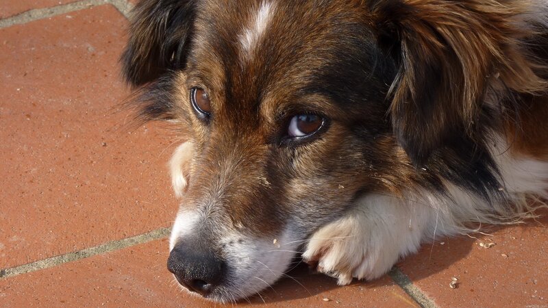 Brown and White Dog — Calm, Afternoon, Photograph, Brick Floor
