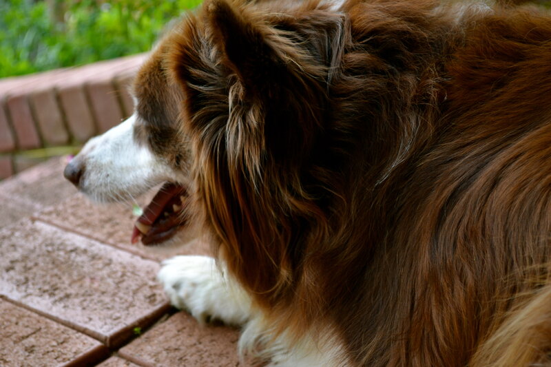Brown and White Dog — Calm, Afternoon, Photograph, Brick Wall