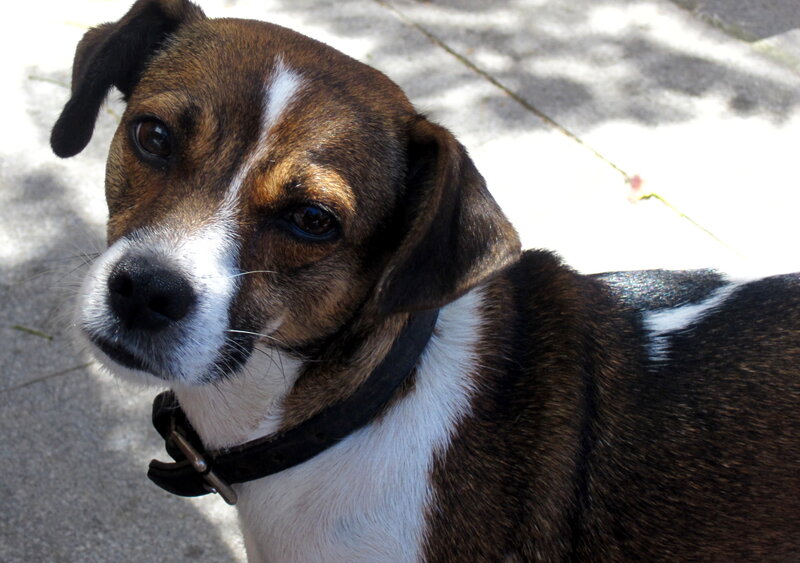 Brown and White Dog — Calm, Afternoon, Photograph, Collar, Pavement