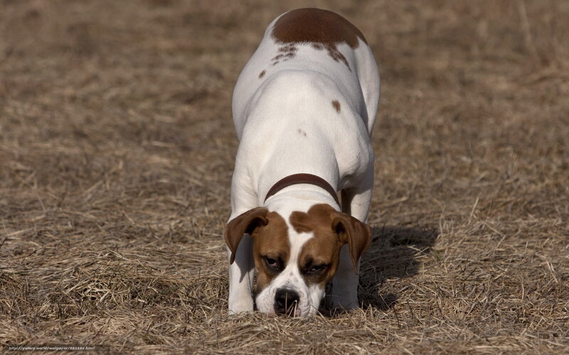Brown and White Dog — Calm, Afternoon, Photograph, Dry Grass