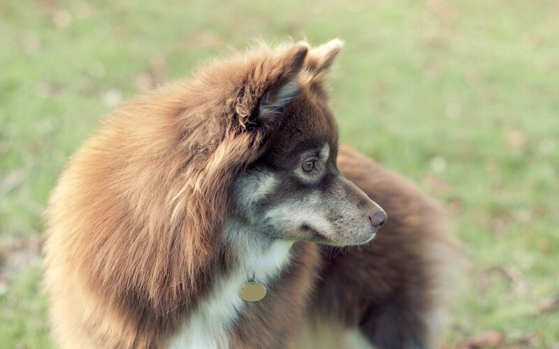 Brown and White Dog — Calm, Afternoon, Photograph, Grass, Collar, Green