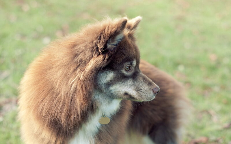 Brown and White Dog — Calm, Afternoon, Photograph, Grass, Collar
