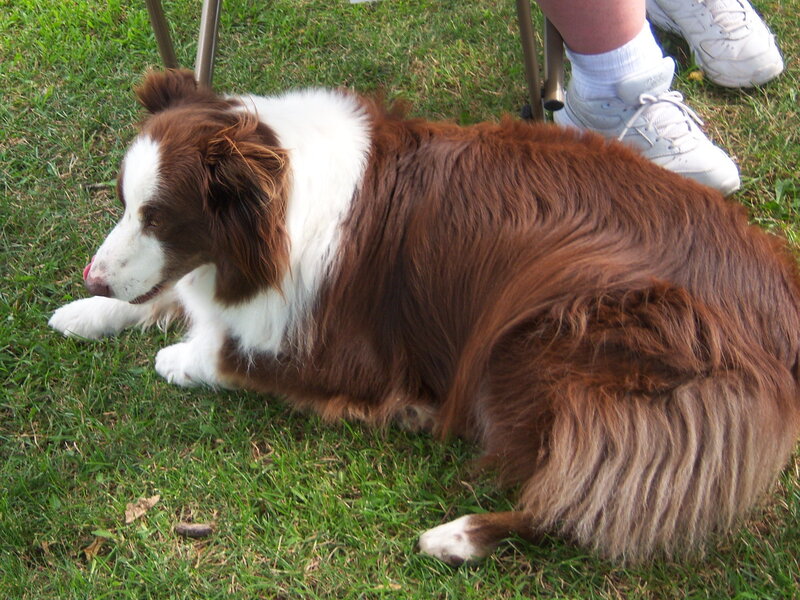 Brown and White Dog — Calm, Afternoon, Photograph, Grass, Person