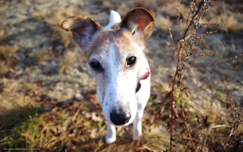 Brown and White Dog — Calm, Afternoon, Photograph, Grass, Plant