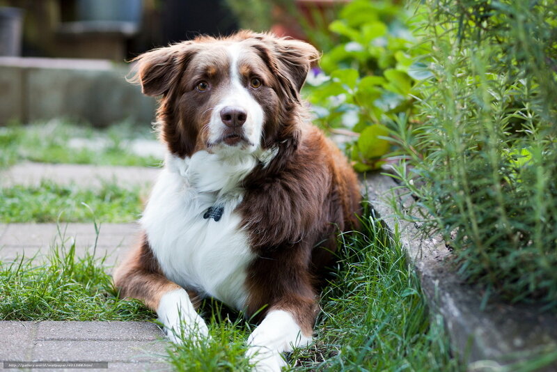 Brown and White Dog — Calm, Afternoon, Photograph, Grass, Plants, Pavement