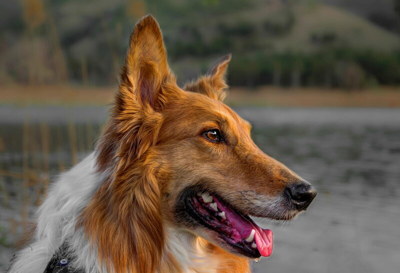 Brown and White Dog — Calm, Afternoon, Photograph, Lake