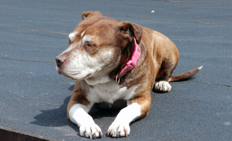 Brown and White Dog — Calm, Afternoon, Photograph, Pink Collar