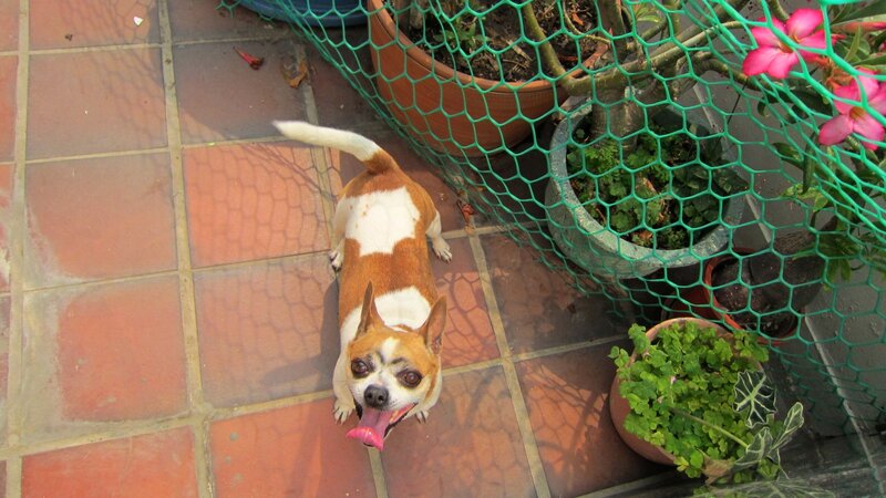 Brown and White Dog — Calm, Afternoon, Photograph, Potted Plants