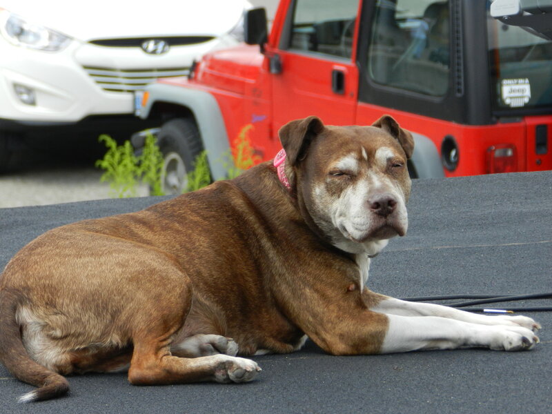 Brown and White Dog — Calm, Afternoon, Photograph, Red Jeep