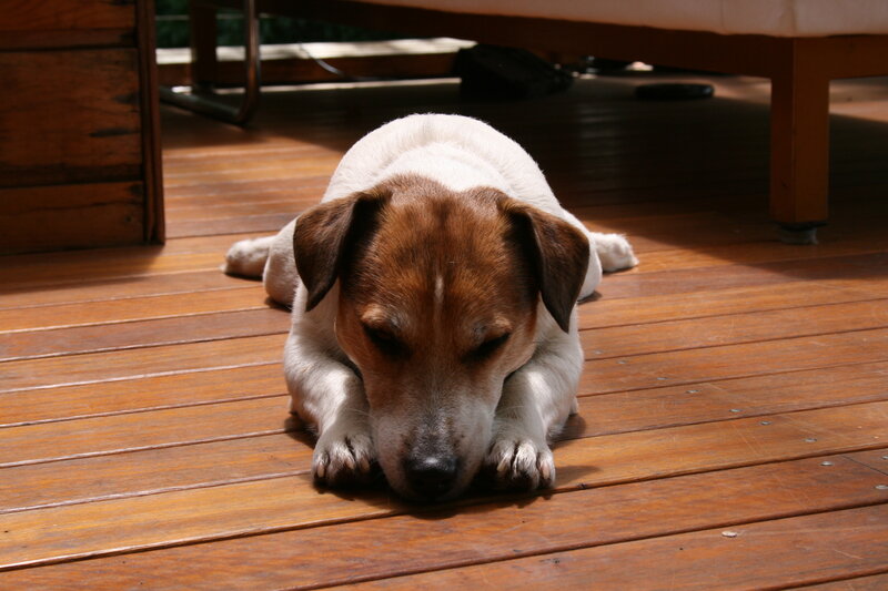 Brown and White Dog — Calm, Afternoon, Photograph, Wooden Deck
