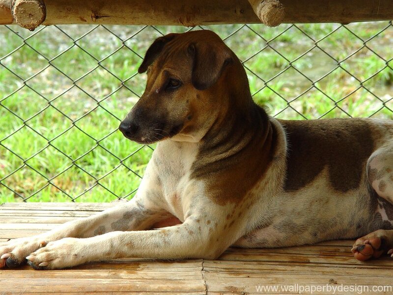 Brown and White Dog — Calm, Afternoon
