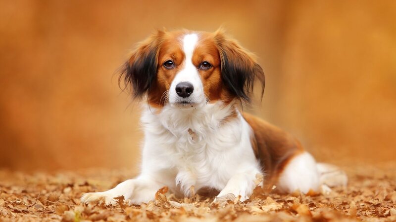 Brown and White Dog — Calm, Autumn, Photograph, Leaves
