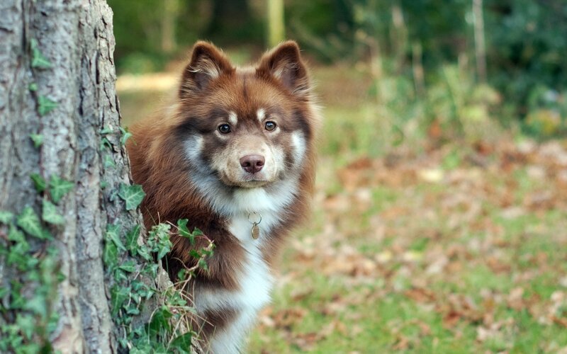 Brown and White Dog — Calm, Autumn, Photograph, Tree, Ivy