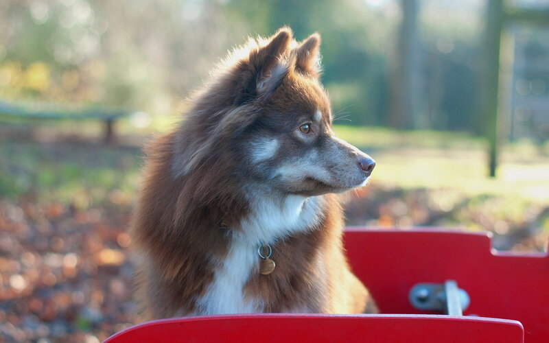Brown and White Dog — Calm, Autumn