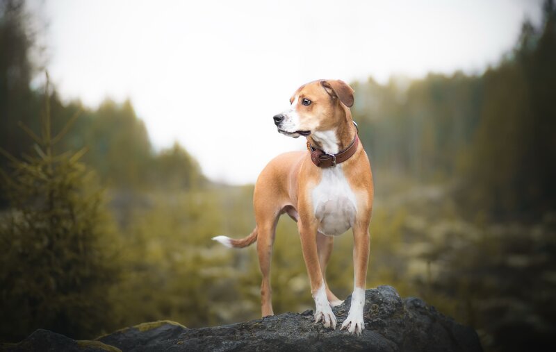 Brown and White Dog — Calm, Morning, Photograph, Rock