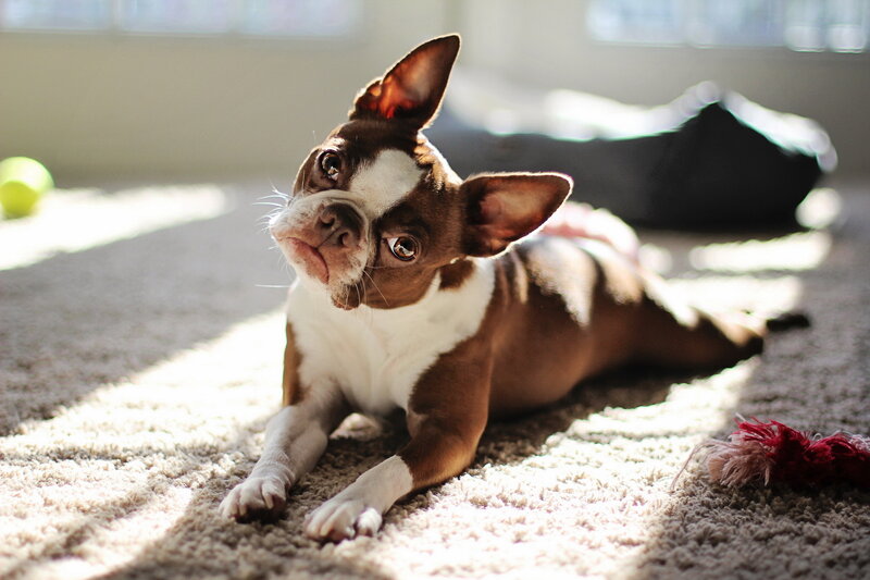 Brown and White Dog — Calm, Morning