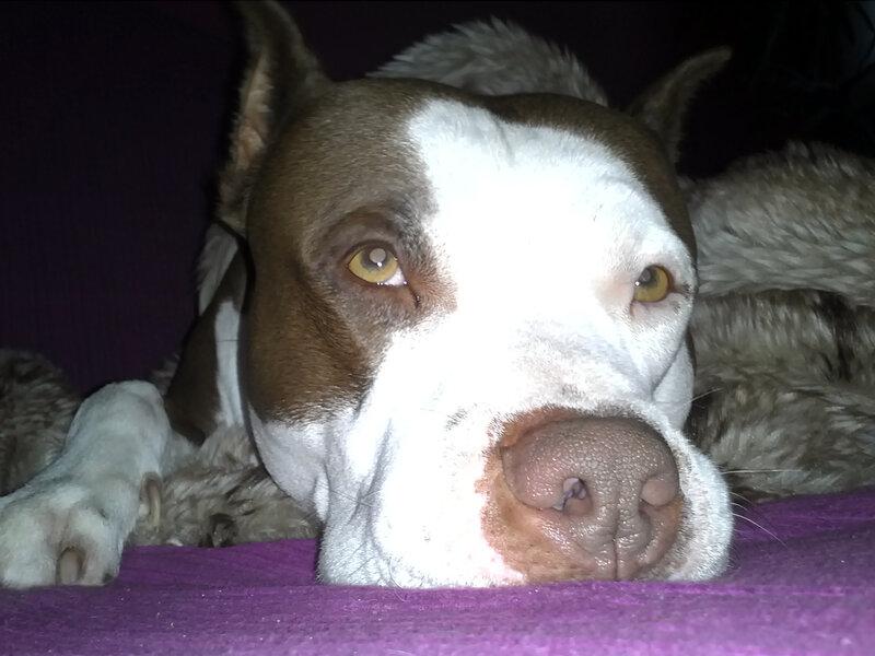 Brown and White Dog — Calm, Night