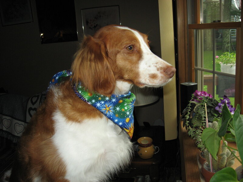 Brown and White Dog — Calm, Photograph, Bandana