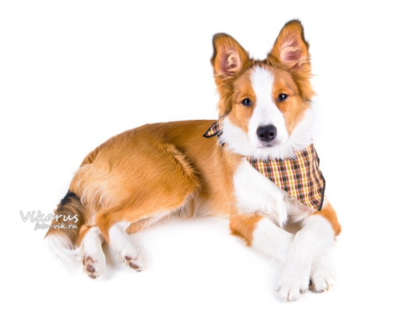 Brown and White Dog — Calm, Photograph, Bandana, White Background