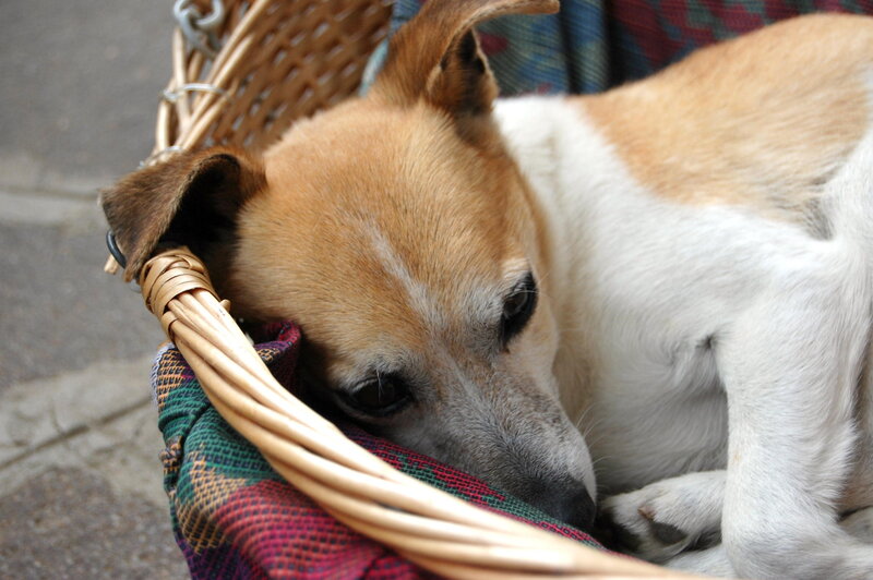 Brown and White Dog — Calm, Photograph, Basket