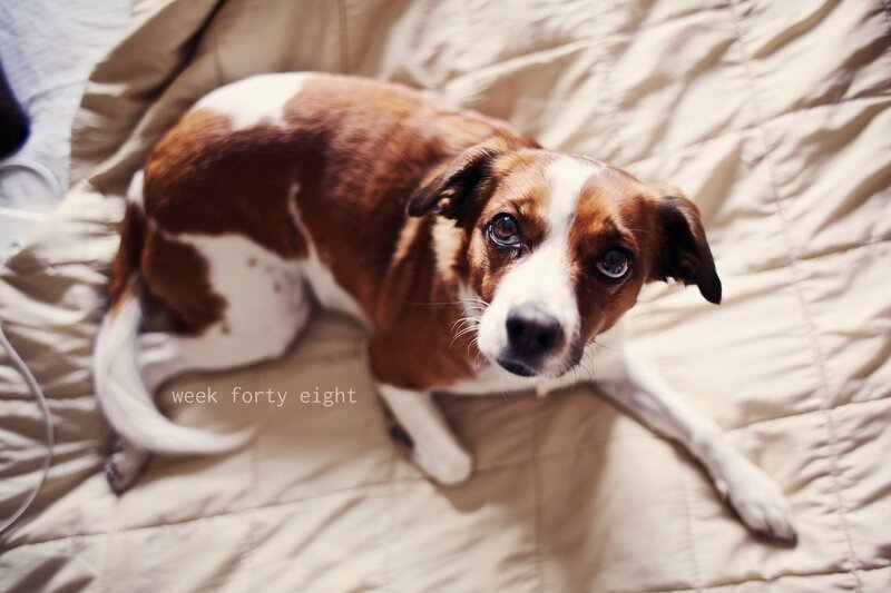 Brown and White Dog — Calm, Photograph, Bed
