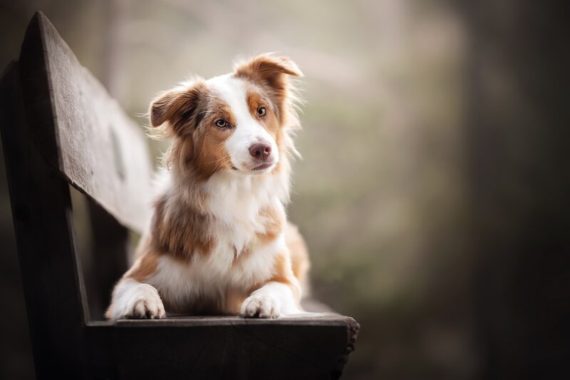 Brown and White Dog — Calm, Photograph, Bench