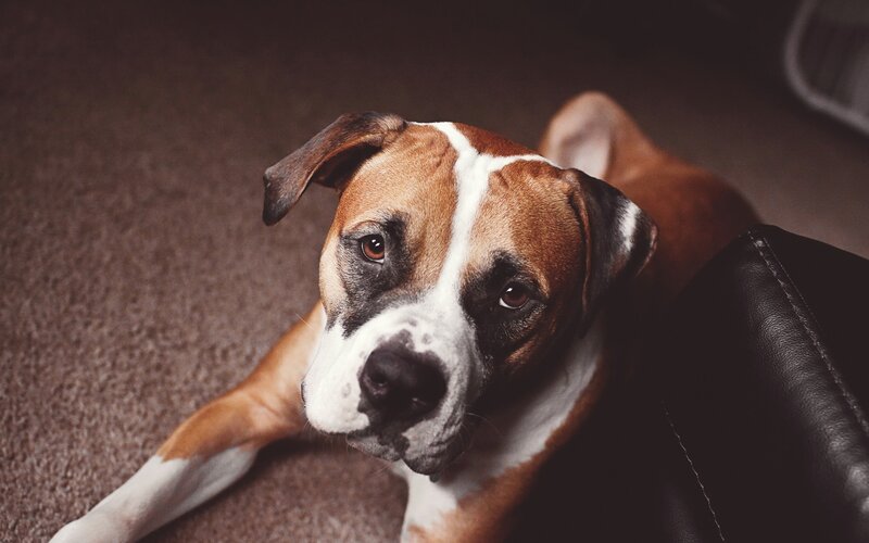 Brown and White Dog — Calm, Photograph, Carpet