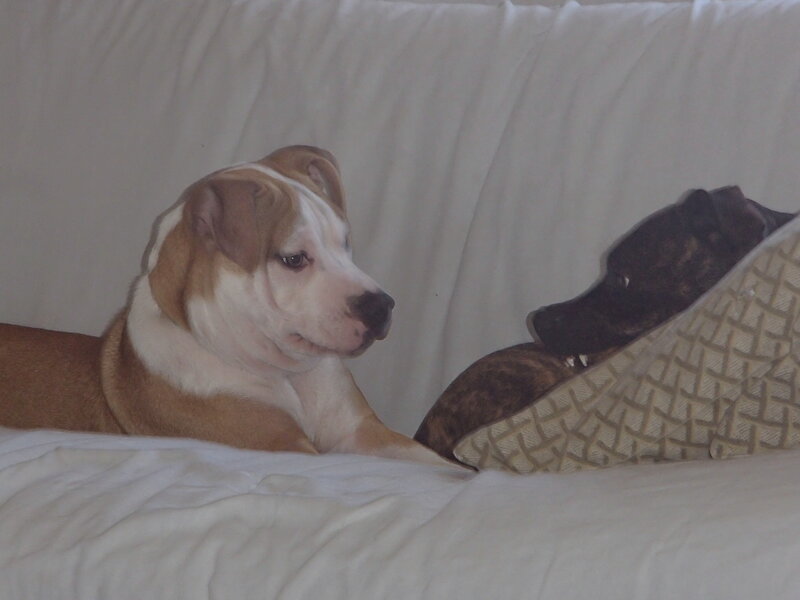Brown and White Dog — Calm, Photograph, Couch