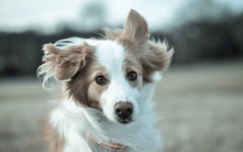 Brown and White Dog — Calm, Photograph, Ears, Collar