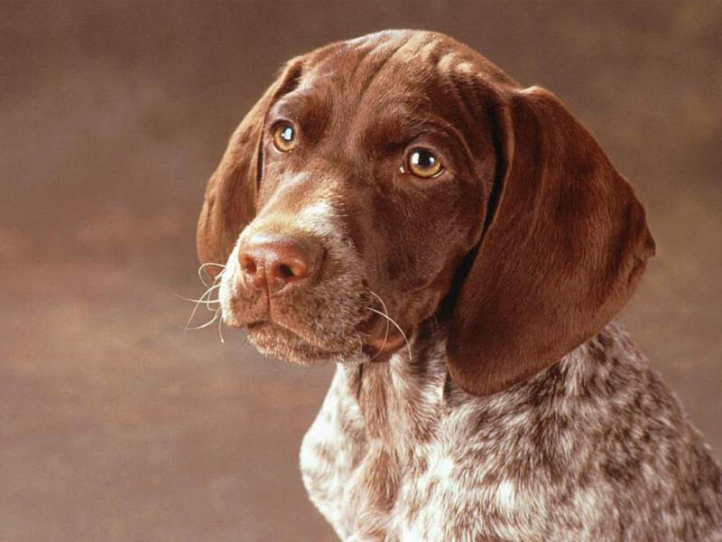 Brown and White Dog — Calm, Photograph, Ears