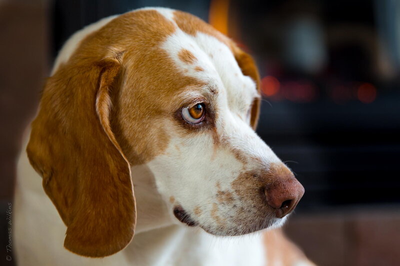 Brown and White Dog — Calm, Photograph, Fireplace
