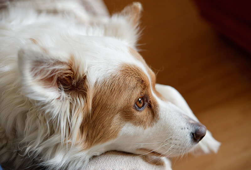 Brown and White Dog — Calm, Photograph, Floor