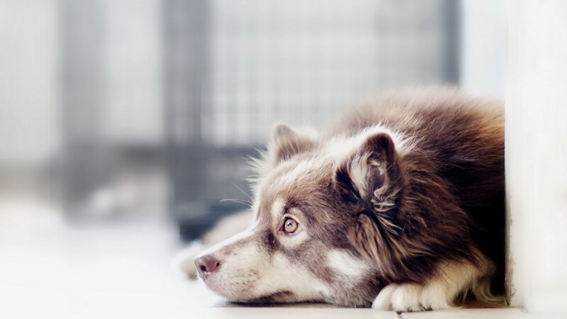 Brown and White Dog — Calm, Photograph, Floor, Wall