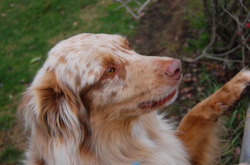 Brown and White Dog — Calm, Photograph, Grass