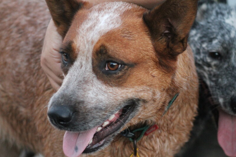 Brown and White Dog — Calm, Photograph, Hand