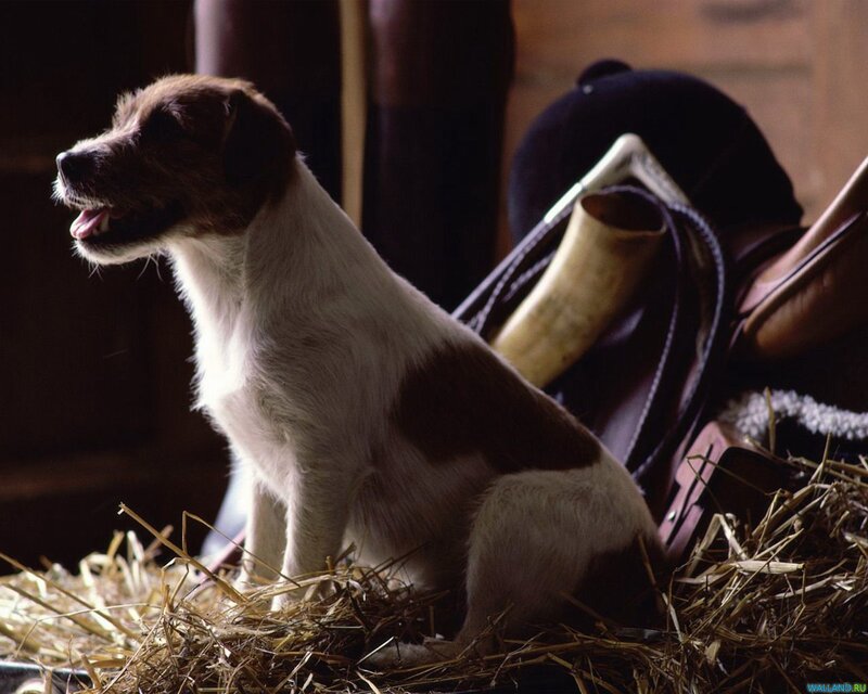 Brown and White Dog — Calm, Photograph, Hay