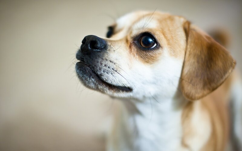 Brown and White Dog — Calm, Photograph, Nose