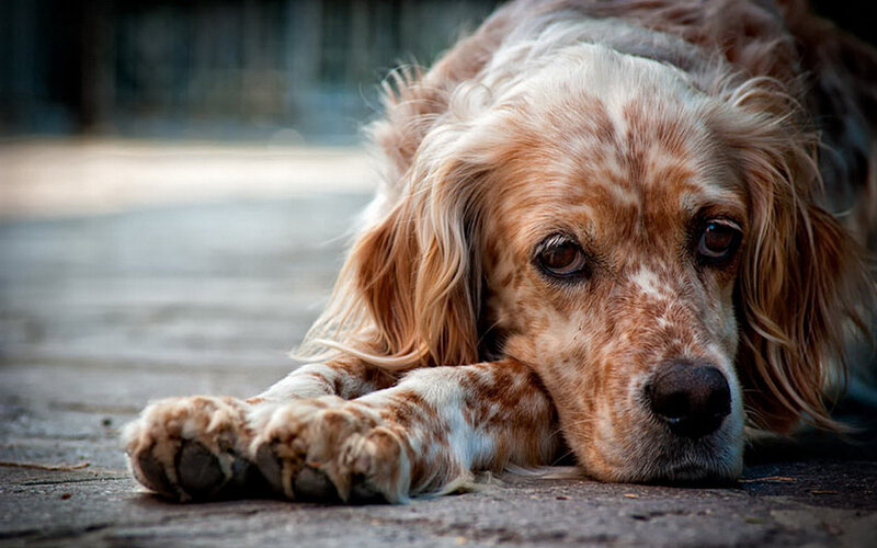 Brown and White Dog — Calm, Photograph, Pavement