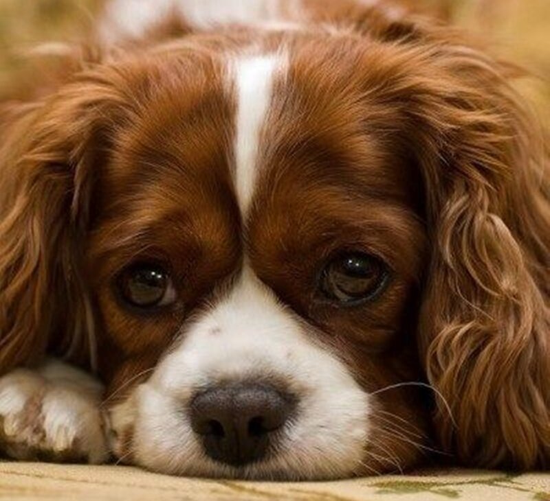 Brown and White Dog — Calm, Photograph, Paws