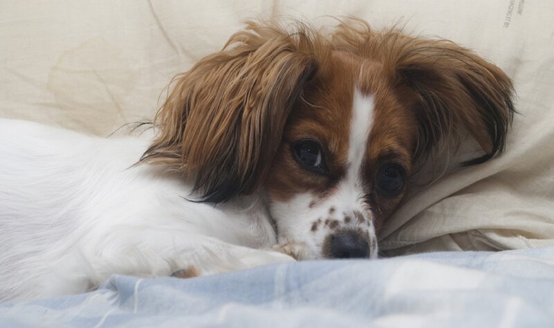 Brown and White Dog — Calm, Photograph, Pillow