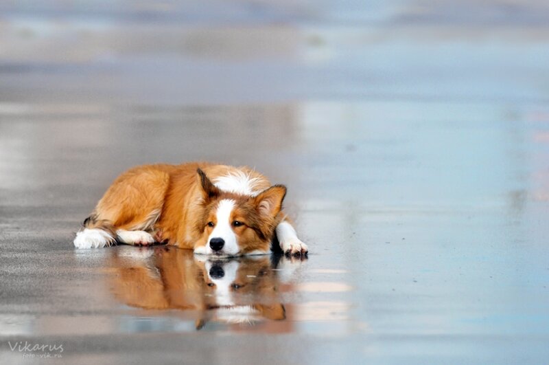 Brown and White Dog — Calm, Photograph, Reflection