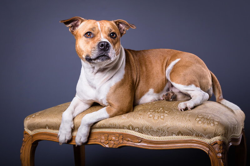 Brown and White Dog — Calm, Photograph, Stool