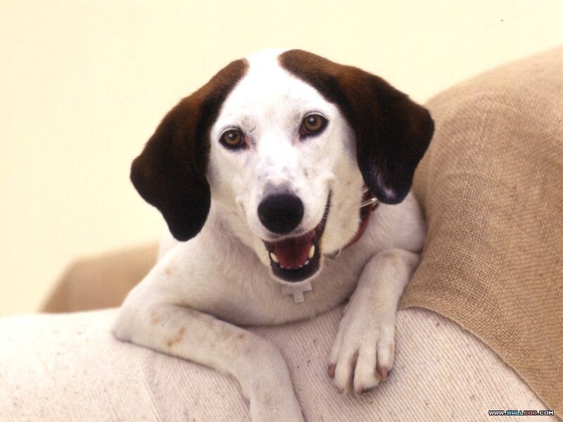 Brown and White Dog — Calm, Photograph