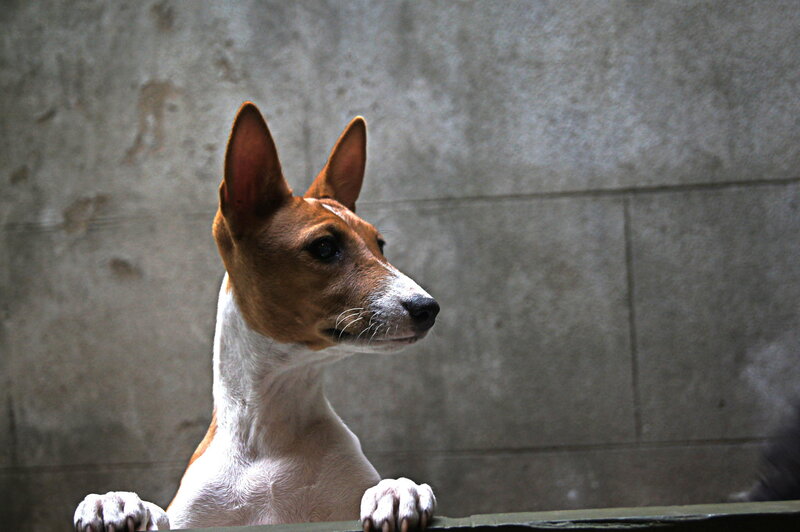Brown and White Dog — Calm, Photograph, Wall