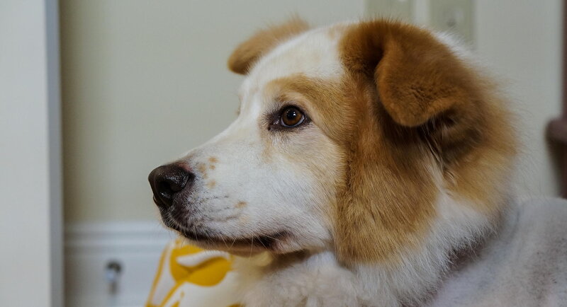 Brown and White Dog — Calm, Photograph, Wall, Yellow Pattern