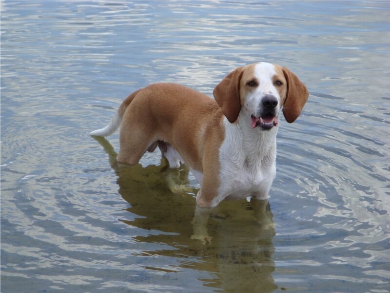 Brown and White Dog — Calm, Photograph, Water