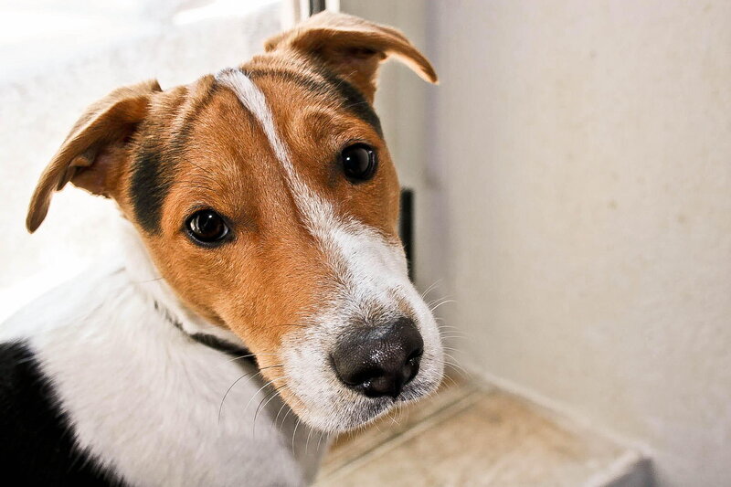 Brown and White Dog — Calm, Photograph, Window