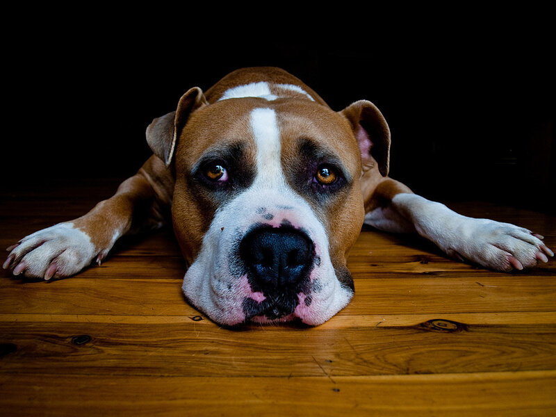 Brown and White Dog — Calm, Photograph, Wood Floor