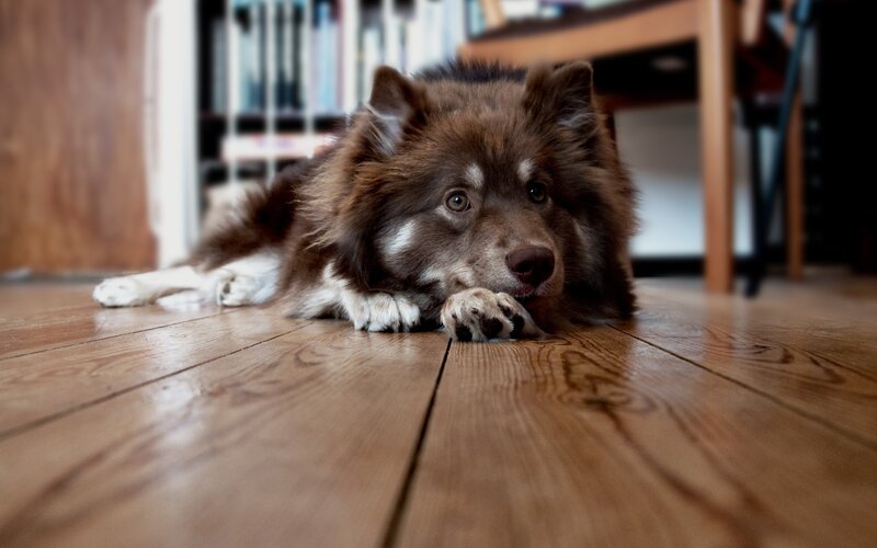 Brown and White Dog — Calm, Photograph, Wooden Floor, Bookshelf, Table