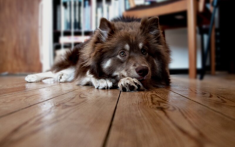 Brown and White Dog — Calm, Photograph, Wooden Floor